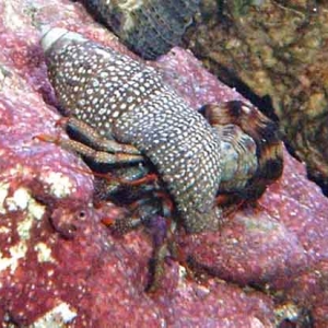 Red Legged Hermit Crab