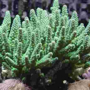 724acropora_verweyi