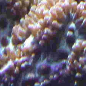 horn coral close up