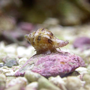 Baby Nassarius snail