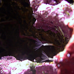 calcerous tube worm