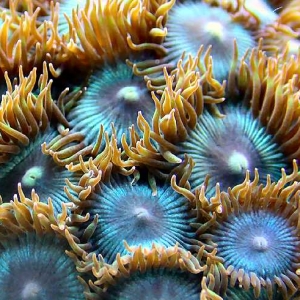 Blue Zoanthids