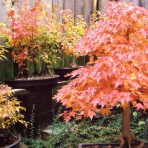 Bonsai in the Fall