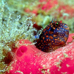 Tesselated Blenny