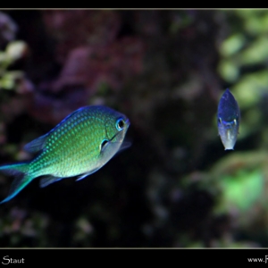 2-D and 3-D green chromis