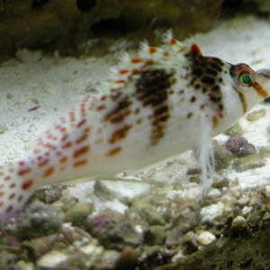 Falco's Hawkfish