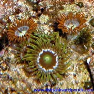 Zoanthids