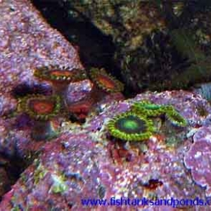 Zoanthids