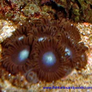 Zoanthids