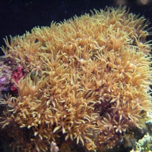 Green Star Polyp