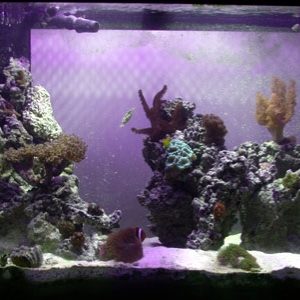 65 tank shot after aquascaping