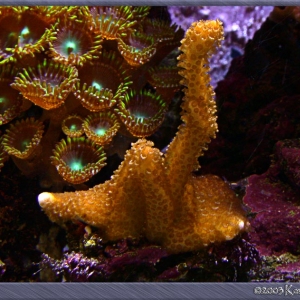 Orange Montipora digitata