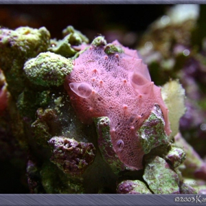 Pink encrusting sponge