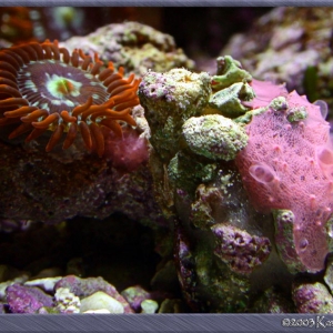 Zoanthid and sponge