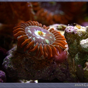 Zoanthid polyp