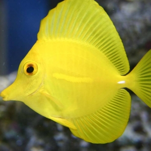 My Yellow Tang