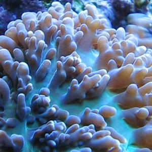 Green Hairy Mushroom splitting