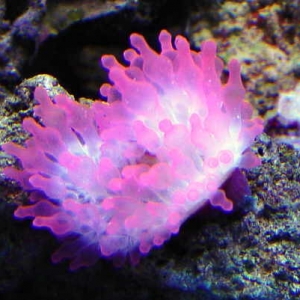 Rose Anemone