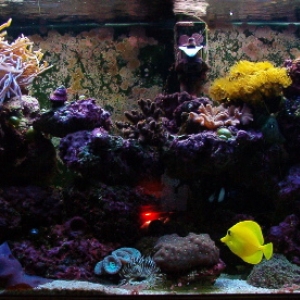 55 gallon