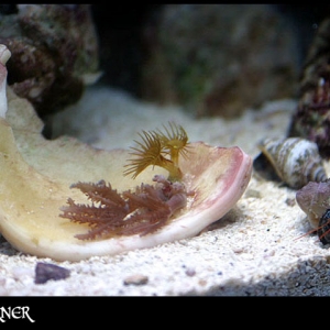 Anthelia and Yellow Polyps