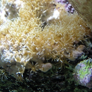 Star Polyps