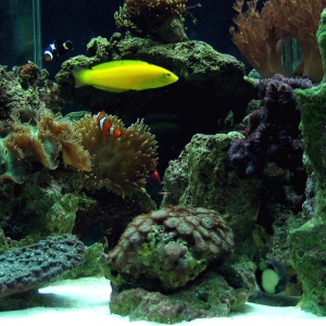 Canary or Coris Wrasse
