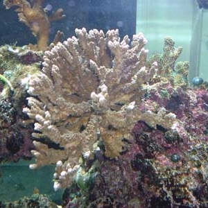 Montipora What??