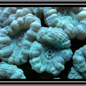 Trumpet Coral