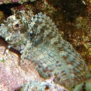 Lawnmower Blenny