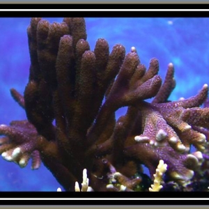 Purple Montipora digitata