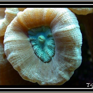 Candy Cane polyp