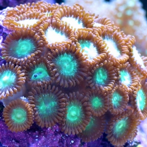 Zoanthids