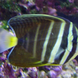 Sailfin_Tang