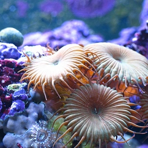 Large polyp zoanthid