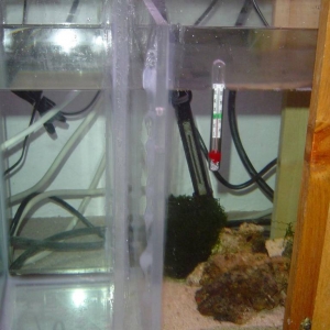 Sump Return and Refugium