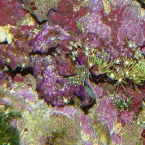 Green_Star_Polyps