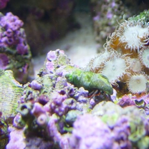 Polyps