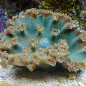 Cup Coral