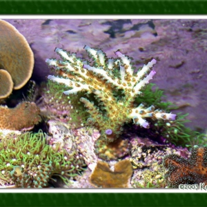 Acropora echinata