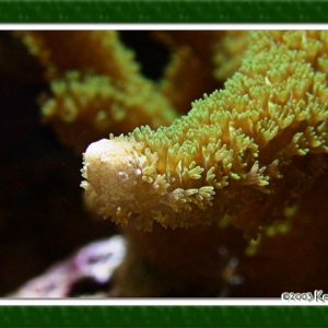 Montipora digitata