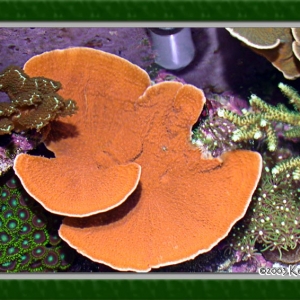 Montipora capricornis