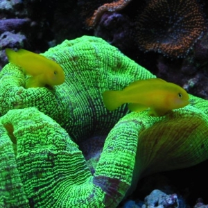 Clown Gobies - Two Buddies