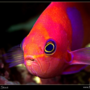 Anthias