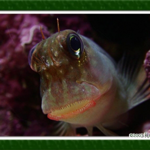 Red Lipped Blenny