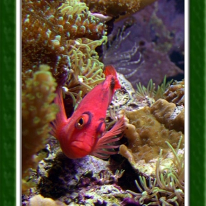 Flame Hawkfish