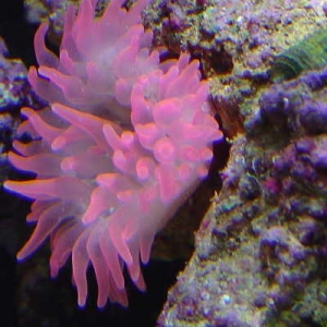 Rose Anemone