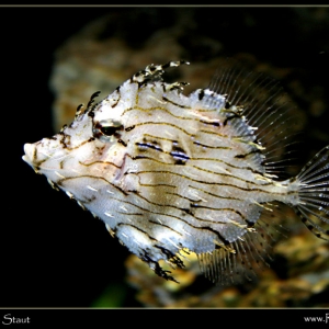 Filefish