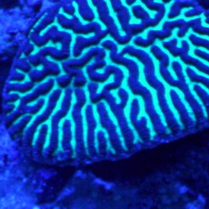 Maze coral