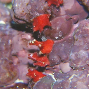 Red forams