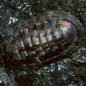 Chiton